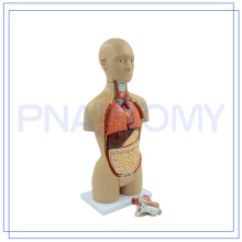 PNT-0322 12 Teile 45CM Menschen Lehre Dual Sex Torso Anatomie Modell